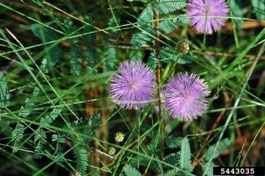 littleleaf sensitivebriar, Mimosa microphylla  (Fabales: Fabaceae (Leguminosae)) - 5443035