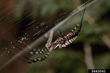 whitebacked garden spider, Argiope trifasciata  (Araneae: Araneidae) - 5443041