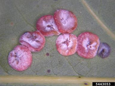 Cynipid gall wasp (Neuroterus quercusbaccarum ) on white oak (Quercus alba ) - 5443053