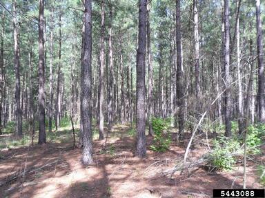 loblolly pine, Pinus taeda  (Pinales: Pinaceae) - 5443088