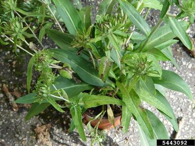 mosaic viruses (general) (  ) on Stokes' aster (Stokesia laevis ) - 5443092