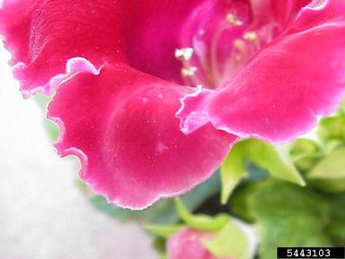 Tomato Spotted Wilt Virus (Tospovirus TSWV ) on Brazilian gloxinia (Sinningia speciosa ) - 5443103