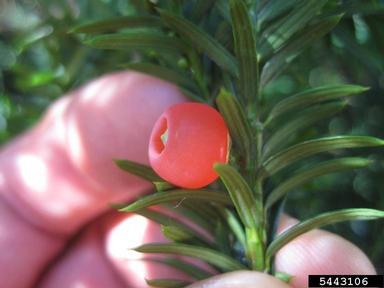 Canada yew, Taxus canadensis  (Taxales: Taxaceae) - 5443106