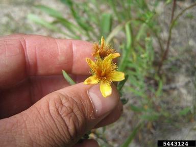 Kalm's St. Johnswort, Hypericum kalmianum  (Theales: Clusiaceae) - 5443124