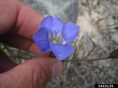 lesser fringed gentian, Gentianopsis virgata  (Gentianales: Gentianaceae) - 5443135