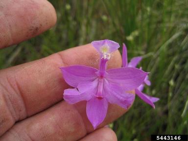 tuberous grasspink, Calopogon tuberosus  (Orchidales: Orchidaceae) - 5443146