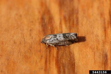 jumping bean moth (Cydia deshaisiana ) on Sebastian-bush (Sebastiania spp. ) - 5443156
