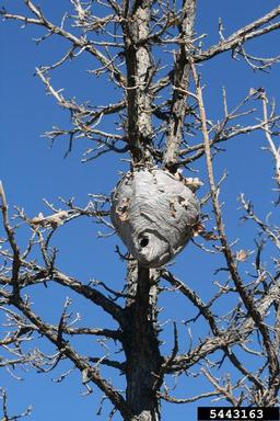 baldfaced hornet, Dolichovespula maculata  (Hymenoptera: Vespidae) - 5443163