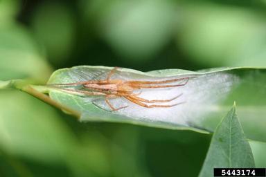 philodromid crab spider, Tibellus spp.  (Araneae: Philodromidae) - 5443174