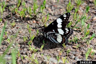 weidemeyer's admiral, Limenitis weidemeyerii  (Lepidoptera: Nymphalidae) - 5443188