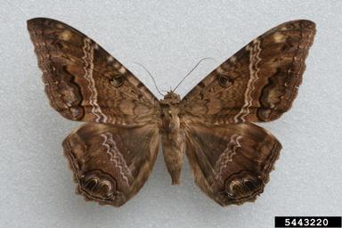 black witch, Ascalapha odorata  (Lepidoptera: Erebidae) - 5443220