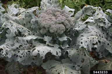cabbage white (Pieris rapae ) on broccoli (Brassica oleracea var. italica) - 5443233