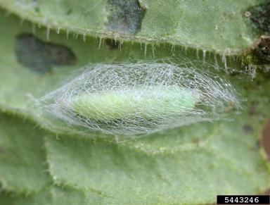 diamondback moth, Plutella xylostella  (Lepidoptera: Plutellidae) - 5443246