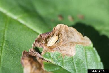 European elm flea weevil (Orchestes alni ) on Siberian elm (Ulmus pumila ) - 5443270