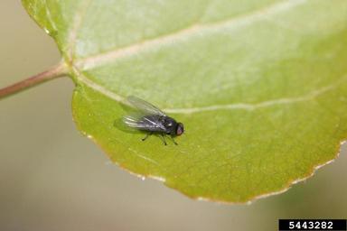 poplar twiggall fly (Hexomyza schineri ) on quaking aspen (Populus tremuloides ) - 5443282