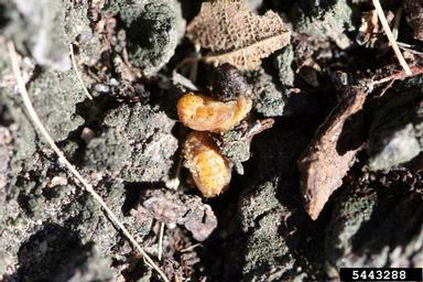 elm leaf beetle (Xanthogaleruca luteola ) on elm (Ulmus spp. ) - 5443288