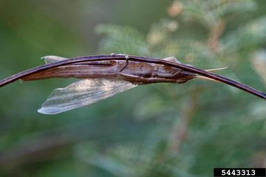 grasshopper, Tropidopola spp.  (Orthoptera: Acrididae) - 5443313