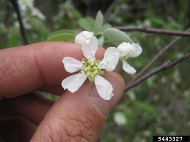 serviceberry, Amelanchier spp.  (Rosales: Rosaceae) - 5443327