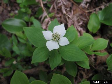bunchberry, Cornus canadensis  (Cornales: Cornaceae) - 5443329