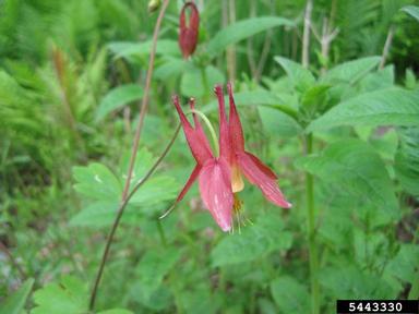 red columbine, Aquilegia canadensis  (Ranunculales: Ranunculaceae) - 5443330