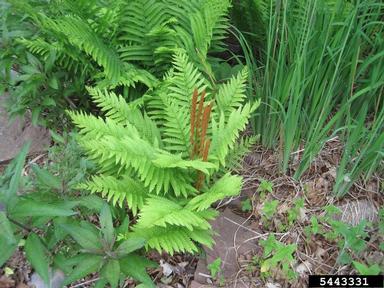 cinnamon fern, Osmundastrum cinnamomeum  (Polypodiales: Osmundaceae) - 5443331