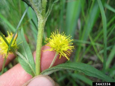 tufted loosestrife, Lysimachia thyrsiflora  (Primulales: Primulaceae) - 5443334