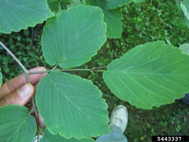 witch-hazel, Hamamelis virginiana  (Hamamelidales: Hamamelidaceae) - 5443337