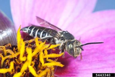 cuckcoo bees, Coelioxys spp.  (Hymenoptera: Megachilidae) - 5443340