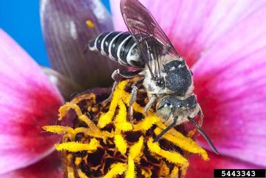 cuckcoo bees, Coelioxys spp.  (Hymenoptera: Megachilidae) - 5443343