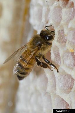 honey bee, Apis mellifera  (Hymenoptera: Apidae) - 5443356