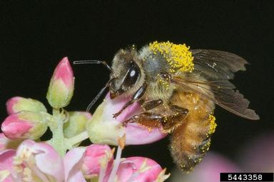 honey bee (Apis mellifera ) on sweetpepperbush (Clethra spp. ) - 5443358