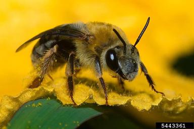squash bee (Peponapis spp. ) on crookneck squash (Cucurbita moschata ) - 5443361