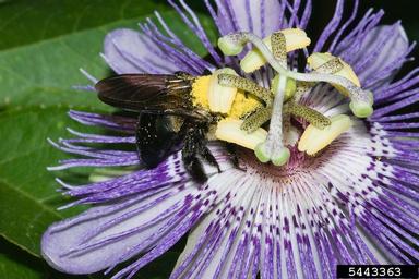 carpenter bee (Xylocopa virginica ) on passionflower (Passiflora spp. ) - 5443363