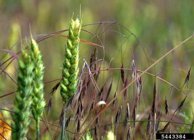 cheatgrass, Bromus tectorum  (Cyperales: Poaceae) - 5443384