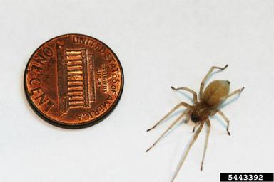yellow sac spider, Cheiracanthium inclusum  (Araneae: Clubionidae) - 5443392