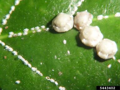 Florida wax scale (Ceroplastes floridensis ) on Chinese holly (Ilex cornuta ) - 5443402