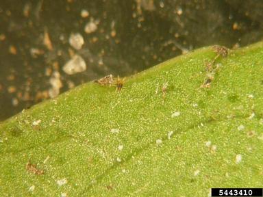 southern red mite (Oligonychus ilicis ) on camellia (Camellia japonica ) - 5443410