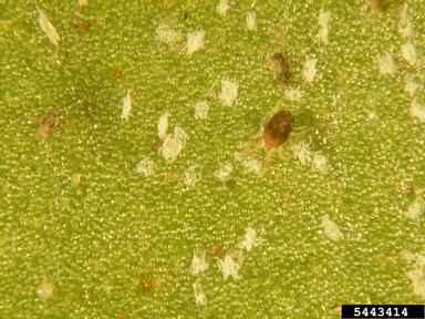 southern red mite (Oligonychus ilicis ) on camellia (Camellia japonica ) - 5443414
