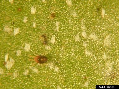 southern red mite (Oligonychus ilicis ) on camellia (Camellia japonica ) - 5443415