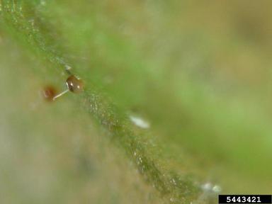 southern red mite (Oligonychus ilicis ) on camellia (Camellia japonica ) - 5443421