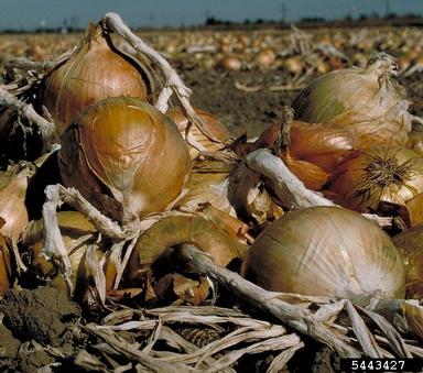 garden onion, Allium cepa  (Liliales: Liliaceae) - 5443427
