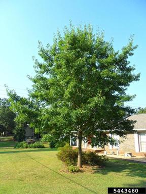 pin oak, Quercus palustris  (Fagales: Fagaceae) - 5443460