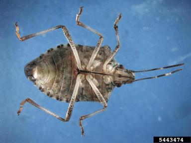 brown marmorated stink bug, Halyomorpha halys  (Hemiptera: Pentatomidae) - 5443474