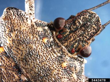 brown marmorated stink bug, Halyomorpha halys  (Hemiptera: Pentatomidae) - 5443478