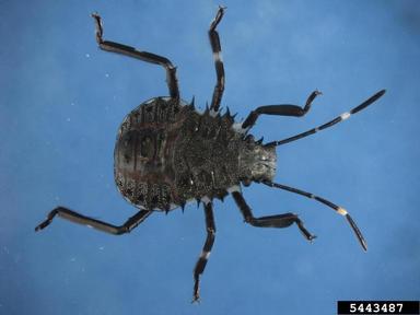 brown marmorated stink bug, Halyomorpha halys  (Hemiptera: Pentatomidae) - 5443487
