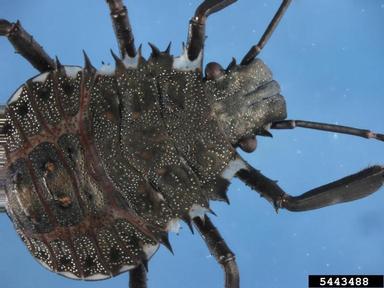 brown marmorated stink bug, Halyomorpha halys  (Hemiptera: Pentatomidae) - 5443488