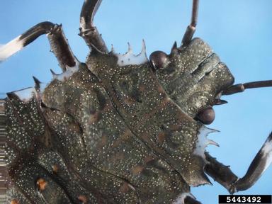 brown marmorated stink bug, Halyomorpha halys  (Hemiptera: Pentatomidae) - 5443492