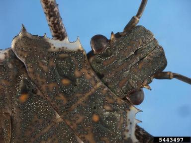 brown marmorated stink bug, Halyomorpha halys  (Hemiptera: Pentatomidae) - 5443497