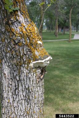 ash heart rot (Perenniporia fraxinophila ) on green ash (Fraxinus pennsylvanica ) - 5443522