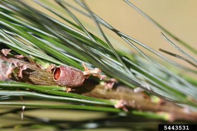 introduced pine sawfly (Diprion similis ) on eastern white pine (Pinus strobus ) - 5443531